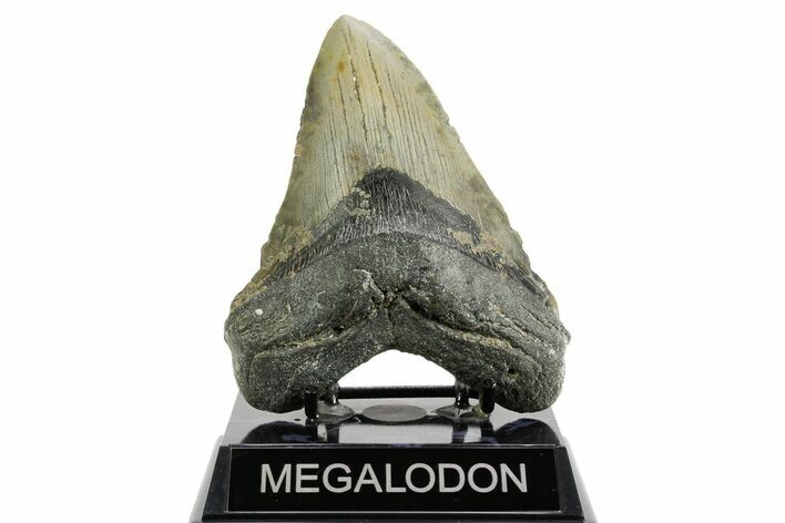 Serrated, Fossil Megalodon Tooth - North Carolina #361678